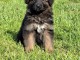 Berger Allemand mâle à adopter 