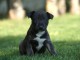 Chiots Bull Terrier Miniature à donner 