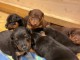 Chiots Terrier de chasse allemand à adopter 