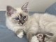 À adopter chaton ragdoll disponible 