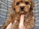 chiot cockapoo pour adoption 