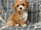 Adoption chiot cockapoo mâle 