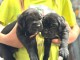 À adopter chiot Cane Corso lof 