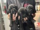 Adoption chiot Cane Corso adorable 