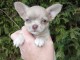 chiots chihuahua mâle a donner 
