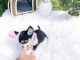 chiots chihuahua femelle a donner 