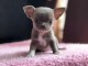 Je donne chiot chihuahua 