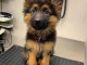 Bébé chiot berger allemand à adopter 