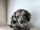 chiots teckel nain contre bon soin 