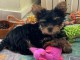 chiot Yorkshire à adopter 