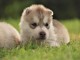 chiots sibérien husky a donner 