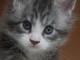 chaton Maine coon mâle a donner 
