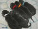 Bébé chaton chatreux a donner 