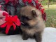 chiots spitz nain à adopter 