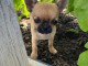 Chiots bouledogue français à donner femelle 