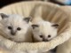 Bébé chaton sacré brimanie a donner 