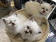 Dons chatons sacré cœur brimanie a donner 