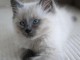 Adoption chatons sacré cœur brimanie disponible 
