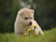 Chiots sibérien husky a donner 