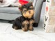 chien York mâle a donner 