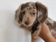 Chiots teckel nain contre bon soin 