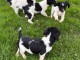Chiots English Springer Spaniel a donner 