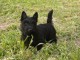Chiot Scottish Terrier à adopter 