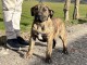  À adopter Chiot Dogo Canario