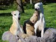 Chiots Whippet à adopter 