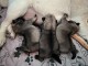 Bébé chiot carlin disponible à donner 