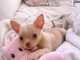 chiots chihuahua à adopter 
