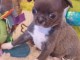 Bébé chiot chihuahua mâle a donner 