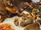 Bébé chiot Teckel à adopter 