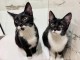Je donne chaton disponible 