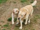 Chiots labrador mâle a donner 