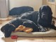 Adoption chiot labrador noir 