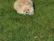 chiots spitz allemand à donner 