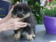 Dons chiot spitz nain Poméranie à vendre 