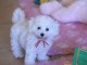 chiots bichon maltais mâle a donner 