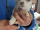 Bébé chiot chihuahua à adopter 