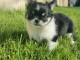 Chiots chihuahua mâle a donner 