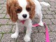 chiots cavalier king charle à adopter femelle 