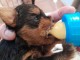 Bébé chiot Yorkshire femelle a donner 