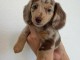 chiots teckel a donner mâle 