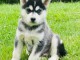 chien sibérien husky a donner femelle 