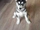adorable chiot husky sibérien à adopter mâle 