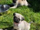 chiots type carlin a donner 
