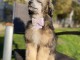 Chien Chinois à Crête mâle – chiot