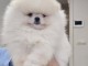 Chiots Spitz de Poméranie