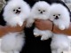 Chiots Pomeranian Teacup disponibles à la vente